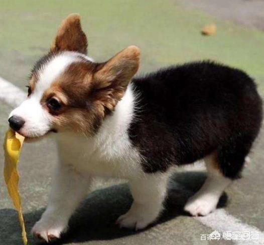 哥顿雪达犬小时候图片:为什么巴哥犬那么少人养？你知道其中的原因吗？