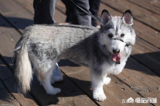 哥顿雪达犬小时候图片:为什么巴哥犬那么少人养？你知道其中的原因吗？