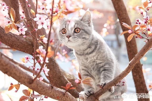 素力高海藻粉对猫咪的作用:为什么有些猫咪会在你熟睡时过来闻你？