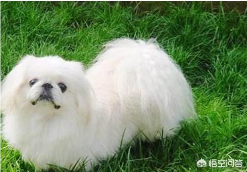 大型贝吉格里芬凡丁犬:迷你贝吉格里芬凡丁犬 世界上最珍稀的犬种有哪些？为什么？