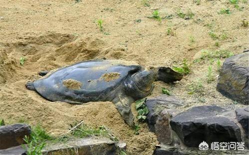 加拉巴哥群岛:有哪些感觉已经灭绝的生物其实还活着？