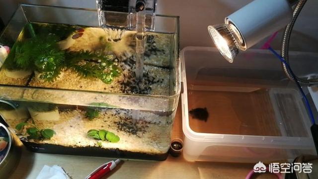 草龟苗:草龟苗怎么养 在大学宿舍如何养好草龟苗与巴西龟苗？
