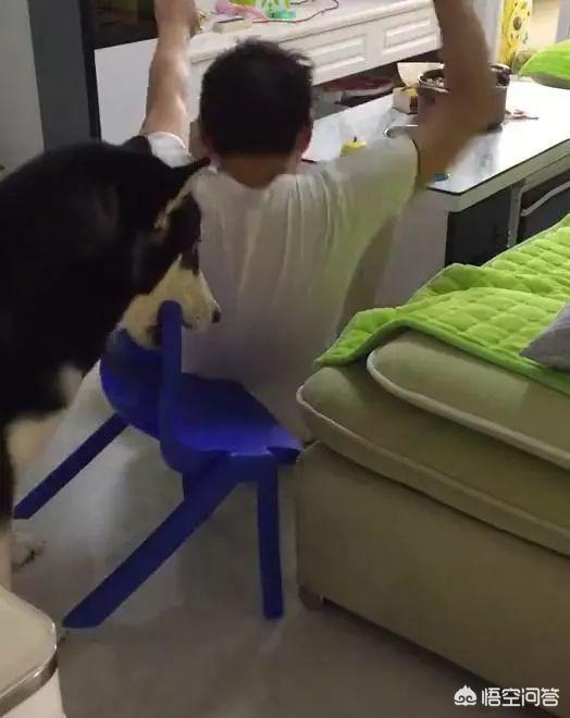 乐山犍为哈士奇吧:在哪里可以买到比较纯种的哈士奇？