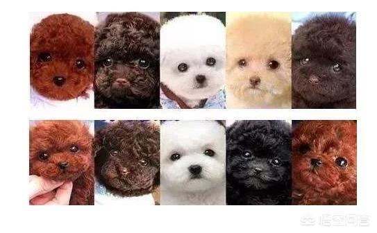 博洛尼亚犬的由来:哪些品种的狗长得很像，很容易被认错？