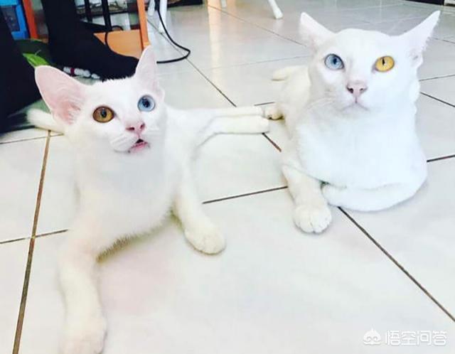 两只超萌猫咪图片:你有没有拍到有趣的猫咪照片，分享一下？