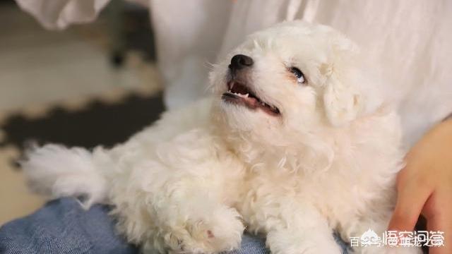 小比熊犬图片:比熊犬把主人当妈妈有什么表现？你家的有什么表现吗？