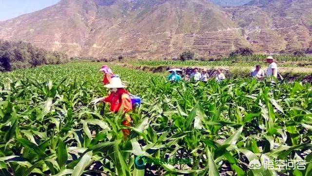 蜂鸟鹰蛾幼虫图片:小菜园里种的蔬菜生虫子，有不用打农药就能杀死虫子的办法吗？