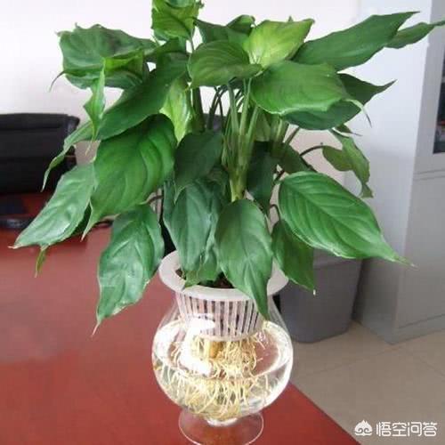 广东本地水草种类:河里最常见水草名称 广东万年青四季常绿，盆栽要如何管理呢？