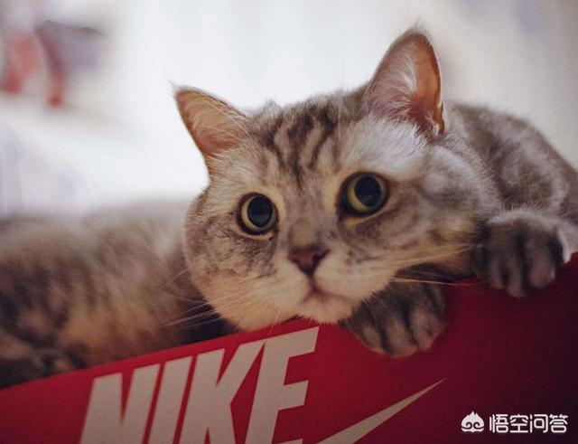 素力高海藻粉对猫咪的作用:怎么从一窝猫咪中挑选出猫王？