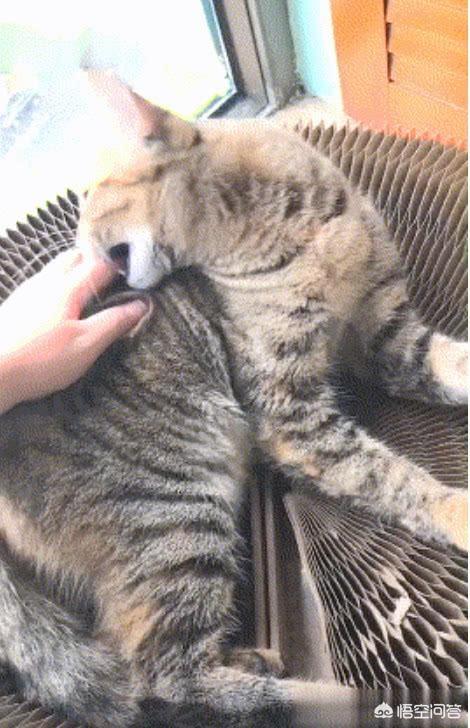 狸花猫宠物知识大全:名猫那么多，为什么有的人选择了狸花猫？ 狸花猫花色大全
