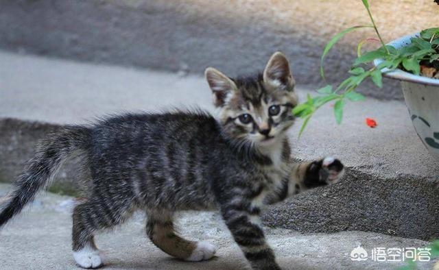 狸花猫宠物知识大全:名猫那么多，为什么有的人选择了狸花猫？ 狸花猫花色大全