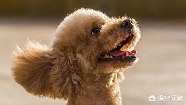 比格犬性格公泰迪绝育:想要了解泰迪的性格，可以从哪些方面入手？