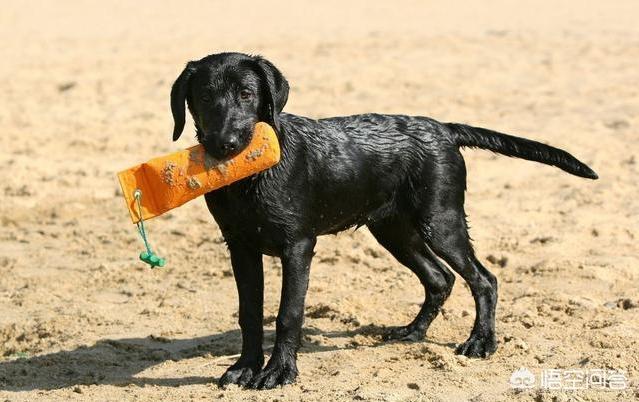 纯种拉布拉多犬:如何鉴别拉不拉多小犬是不是纯种？