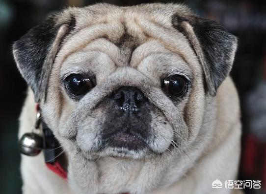 八哥狗图片:饲养巴哥犬，需要知道什么呢？