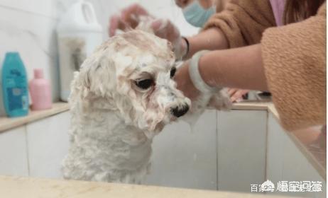 多久挤肛门腺:宠物狗肛门痒有什么办法？