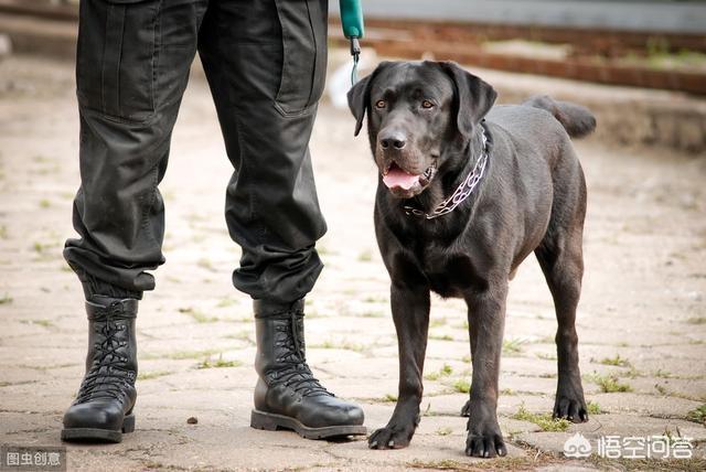 拉布拉多犬多钱怎么样:为什么买黑色拉布拉多犬要更多钱？