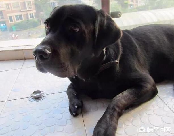 拉布拉多犬多钱怎么样:为什么买黑色拉布拉多犬要更多钱？