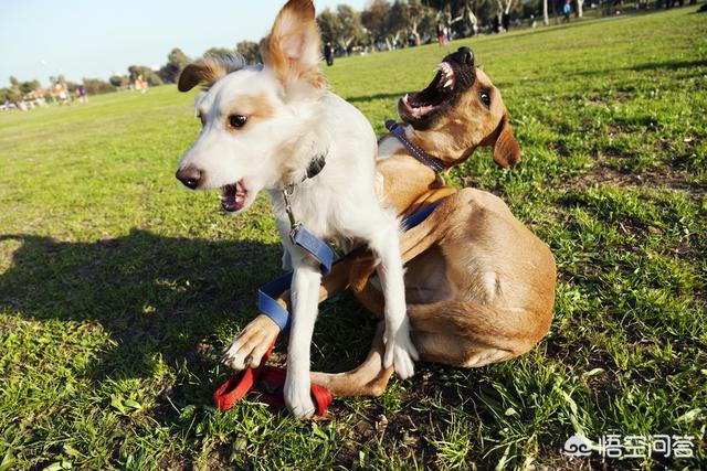 斗牛犬打架视频:哈士奇、金毛、拉布拉多打架哪个厉害？