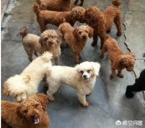 贵宾犬图片:为什么有的人不愿意养贵宾犬？