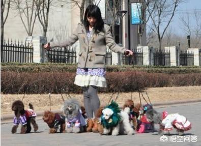 贵宾犬图片:为什么有的人不愿意养贵宾犬？