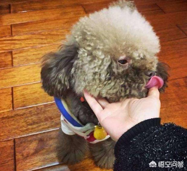 贵宾犬图片:为什么有的人不愿意养贵宾犬？