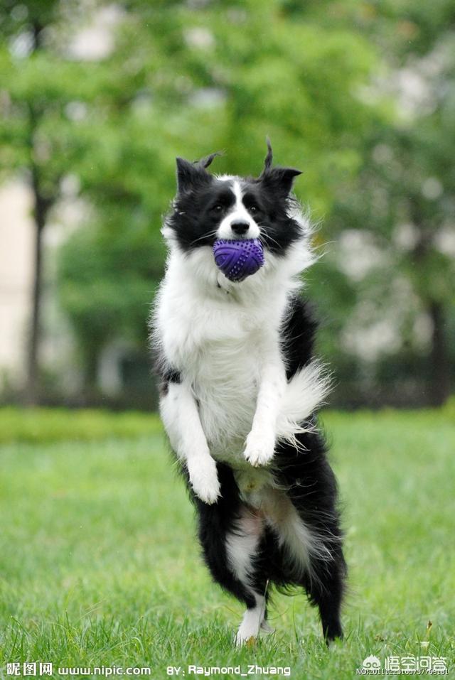 边牧牧羊犬打架视频:惩罚狗狗讲究多，惩罚边牧有什么不能做的吗？