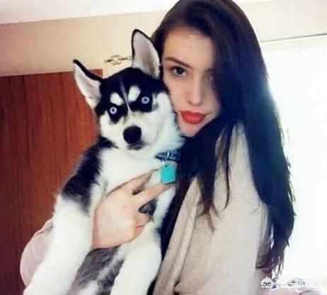 西敏寺哈士奇冠军犬图片:在哪里可以买到比较纯种的哈士奇？