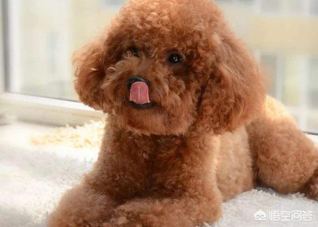 贵宾犬的图片欣赏:贵宾犬养得好不好，如何辨别可以一目了然？