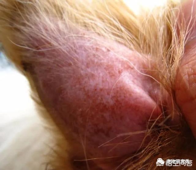 猫耳螨对人有什么症状:狗狗有耳螨是什么症状，狗耳螨都有那些症状？