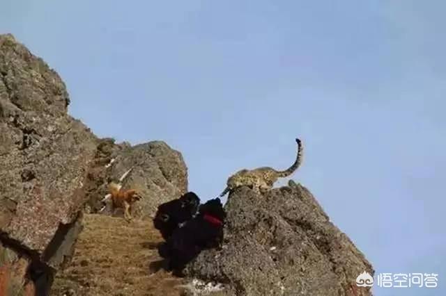 小桑藏獒养殖基地:原生藏獒在高原上流浪会饿死吗？为什么？