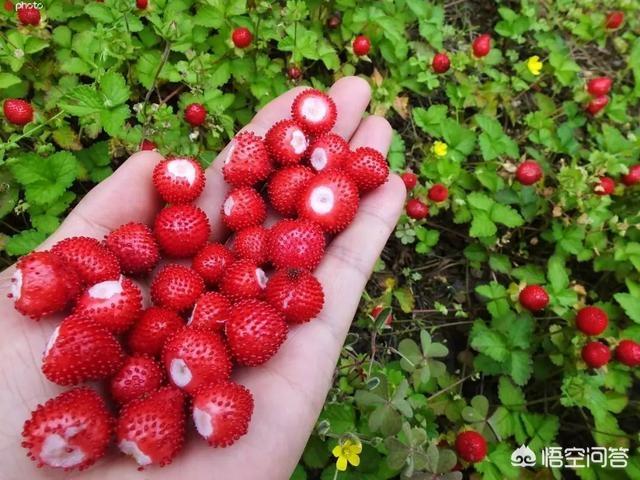 63岁阿姨吃了3年酵素，肠子布满棕黑色花纹，像“蛇皮”一样，农村草丛中的蛇莓能吃吗？为何大人要“骗”小孩说不能吃呢？