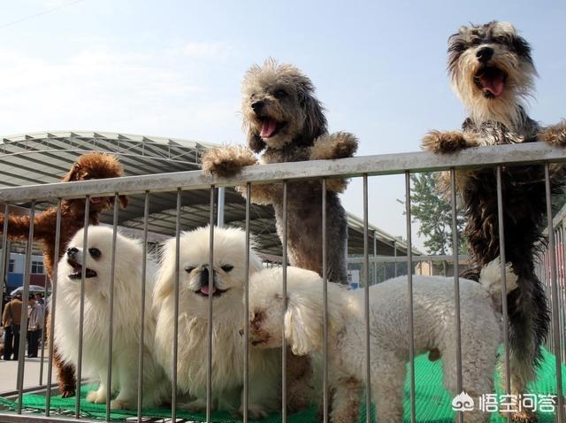 比熊和泰迪的区别:泰迪犬和比熊犬相比，为什么泰迪犬更值得养？