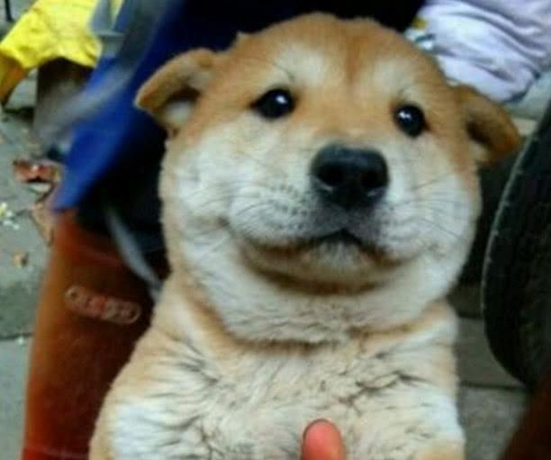 中华田园犬价格:五个月大的狸猫卖200元，贵不贵呢？