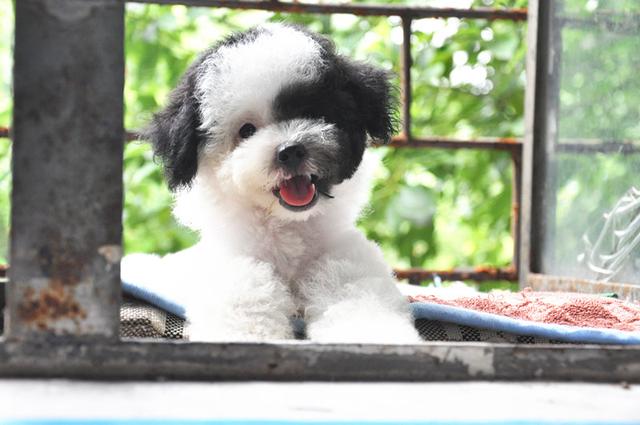 贵宾犬训练:如何训练泰迪犬乖乖吃饭？