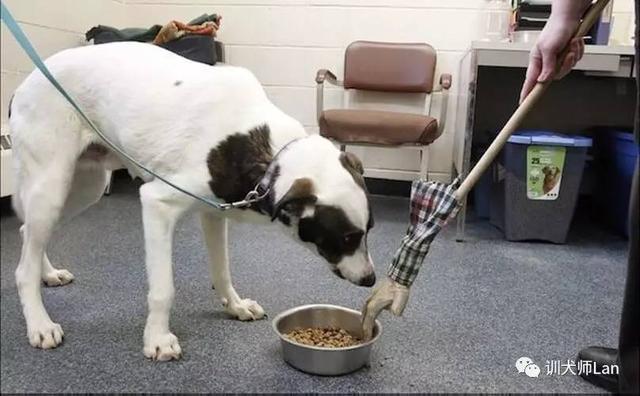 狗狗护食凶人:猫护食把主人的手指咬掉了，该不该把猫弄死？