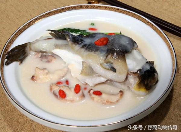 国内的海洋观赏鱼都是从那进口的:河豚中国现在有没得嘛？日本为什么可以合法销售？