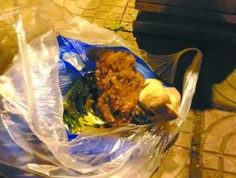 宠物狗尸体埋小区炸锅了:养的狗狗死了怎么处理比较好？