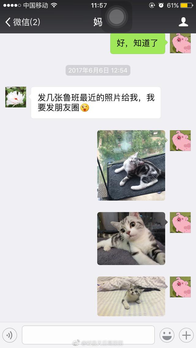 养狗这件事:养狗这件事日剧 养宠物可以让人心怀怜悯之心，你认同吗？