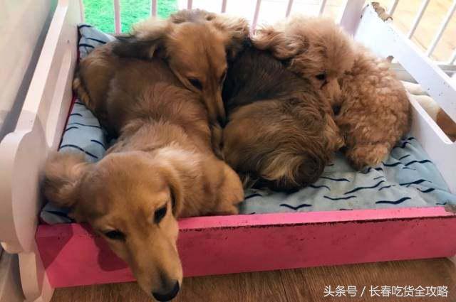 狗狗咖啡厅:狗狗咖啡厅创业计划书 为什么整个意大利都没有星巴克咖啡店？