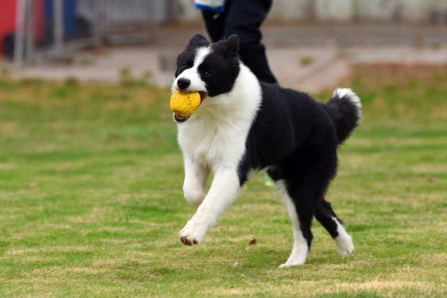 米格鲁犬的脸型:柯基和比格哪个比较适合养？ 巴吉度犬和米格鲁犬