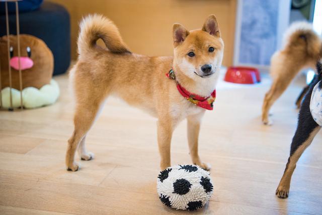 米格鲁犬的脸型:柯基和比格哪个比较适合养？ 巴吉度犬和米格鲁犬