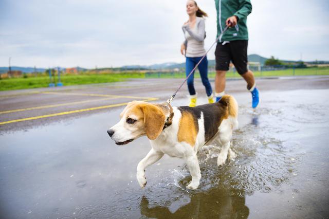 米格鲁犬的脸型:柯基和比格哪个比较适合养？ 巴吉度犬和米格鲁犬