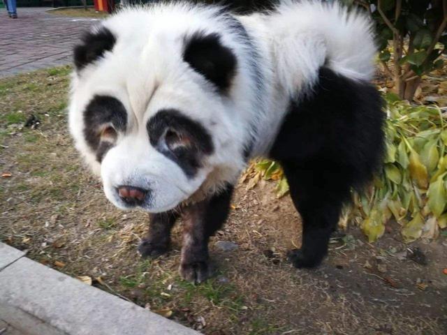 我想看一下小熊犬:想领养一个三岁的公狗比熊，请问它还会跟我熟悉起来吗？