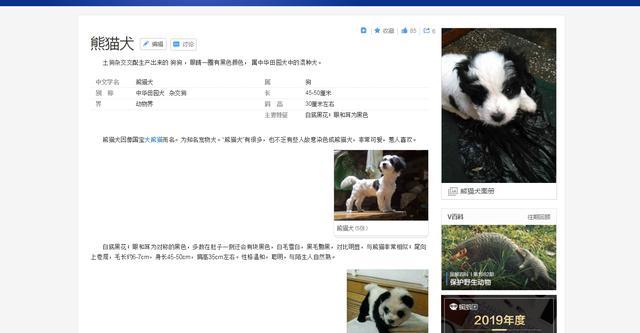 我想看一下小熊犬:想领养一个三岁的公狗比熊，请问它还会跟我熟悉起来吗？