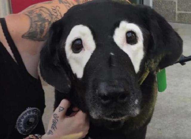 我想看一下小熊犬:想领养一个三岁的公狗比熊，请问它还会跟我熟悉起来吗？