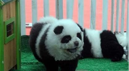 我想看一下小熊犬:想领养一个三岁的公狗比熊，请问它还会跟我熟悉起来吗？