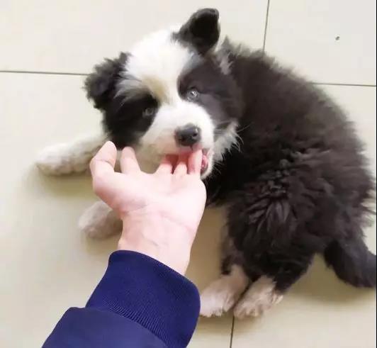 我想看一下小熊犬:想领养一个三岁的公狗比熊，请问它还会跟我熟悉起来吗？