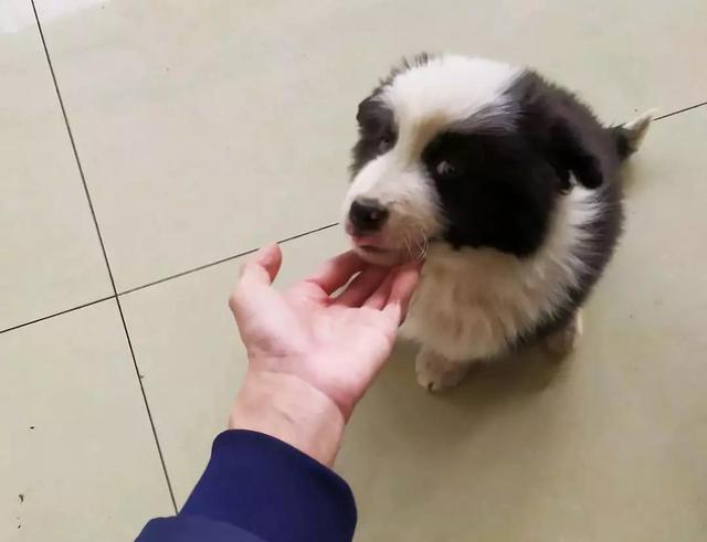 我想看一下小熊犬:想领养一个三岁的公狗比熊，请问它还会跟我熟悉起来吗？