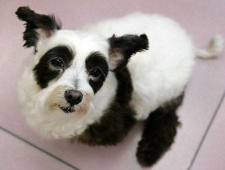 我想看一下小熊犬:想领养一个三岁的公狗比熊，请问它还会跟我熟悉起来吗？