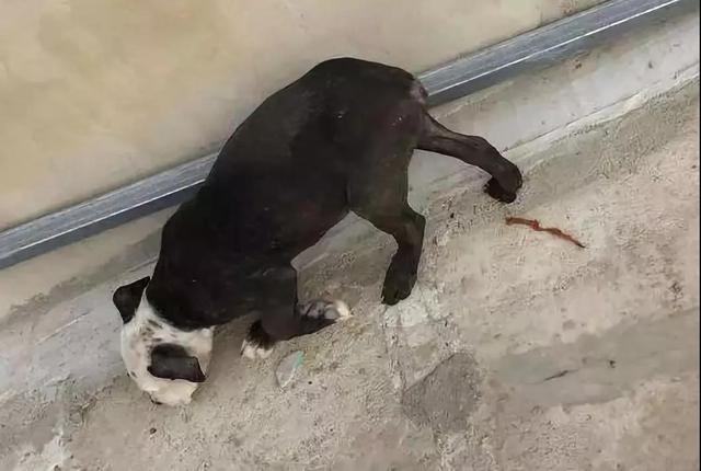 我想看一下小熊犬:想领养一个三岁的公狗比熊，请问它还会跟我熟悉起来吗？